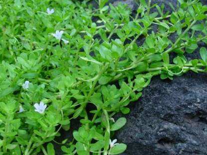 Nghề lạ ở Việt Nam: Cây mọc dại ở bờ mương trồng 2 tháng cho thu hoạch, hái bán quanh năm, thành đặc sản nổi tiếng