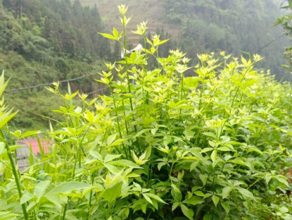 Loại rau mọc dại được xem như "sâm núi", là kho báu của rừng bởi hương vị đặc trưng, giá tới 90.000 đồng/kg