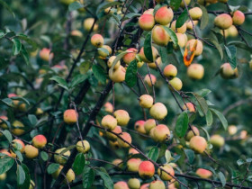 Loại quả xưa không ai ngó ngàng, nay lên đời thành đặc sản được ưa chuộng giá 120.000 đồng/kg, tốt cho sức khoẻ