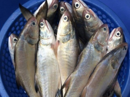 Loại cá quý hiếm ở Việt Nam, là đặc sản được ưa chuộng trong nhà hàng, nấu món gì cũng ngon đỉnh cao