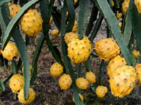 Loại quả đắt nhất thế giới, Việt Nam trồng đại trà 10 tháng cho thu hoạch, thành đặc sản nổi tiếng giá 300.000 đồng/kg