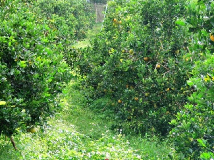 Loại quả "đắt đỏ nhất thế giới", Việt Nam trồng đại trà một lần cho thu hoạch mấy chục năm, thành đặc sản 120.000 đồng/kg