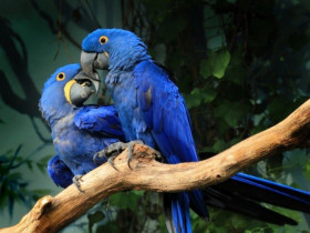 5 loài chim được giới siêu giàu chọn làm thú cưng, có con đắt hơn cả siêu xe, giá trị lên đến hàng tỷ đồng