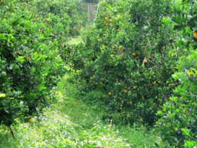 Loại quả "đắt đỏ nhất thế giới", Việt Nam trồng đại trà một lần cho thu hoạch mấy chục năm, thành đặc sản 120.000 đồng/kg