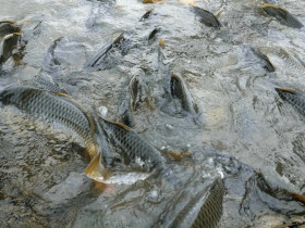 Loài cá quen thuộc ở quê được ví như "nhân sâm, thuốc bổ", giá chỉ từ 40.000 đồng/kg làm đủ món đặc sản, tốt cho sức khoẻ