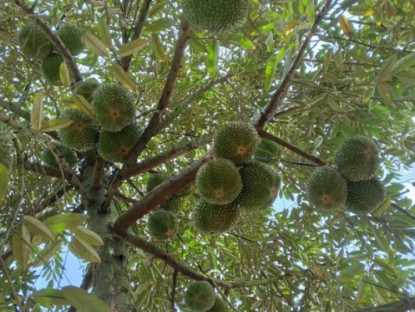 Loại quả đắt nhất thế giới, Việt Nam trồng thành công một lần thu hoạch nhiều năm, là đặc sản nổi tiếng 400.000 đồng/kg