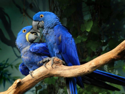 5 loài chim được giới siêu giàu chọn làm thú cưng, có con đắt hơn cả siêu xe, giá trị lên đến hàng tỷ đồng