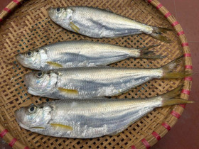 Loài cá được xem là "tứ quý ngư" ở Việt Nam, xương nhiều nhưng thịt ngọt đậm khó cưỡng, dân thành phố ưa chuộng