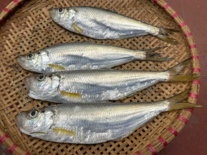 Loài cá được xem là "tứ quý ngư" ở Việt Nam, xương nhiều nhưng thịt ngọt đậm khó cưỡng, dân thành phố ưa chuộng