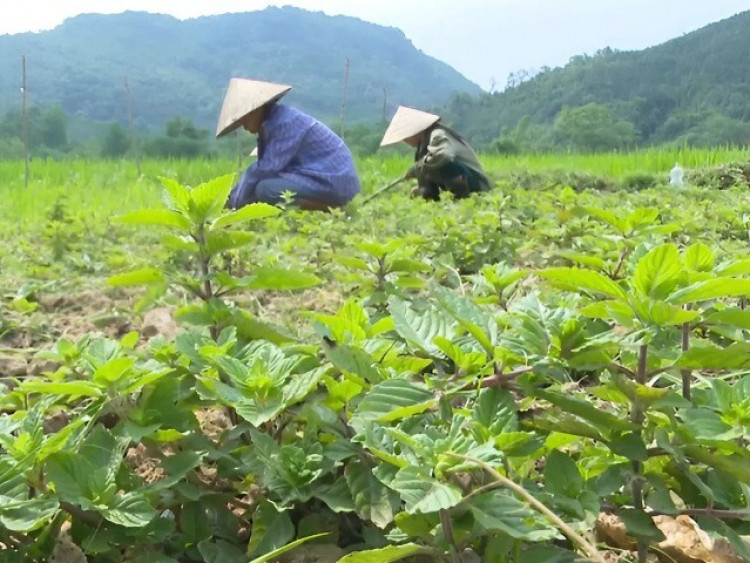 Loại cây được ví là 