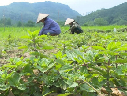 Loại cây được ví là 