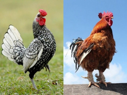 7 giống gà cảnh càng gần Tết càng đắt hàng, có loại "quý tộc" từng là cống phẩm tiến Vua, giá 100 triệu đồng/cặp 