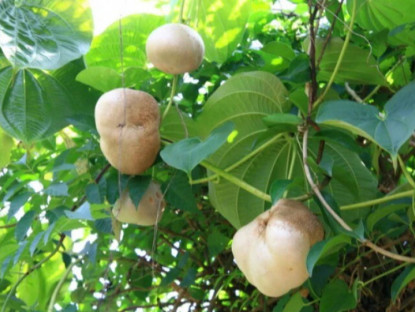 Đặc sản có tên "ngượng đỏ mặt", xưa leo bờ rào nay thành món khoái khẩu được ưa chuộng vì hương vị lạ, 40.000 đồng/kg