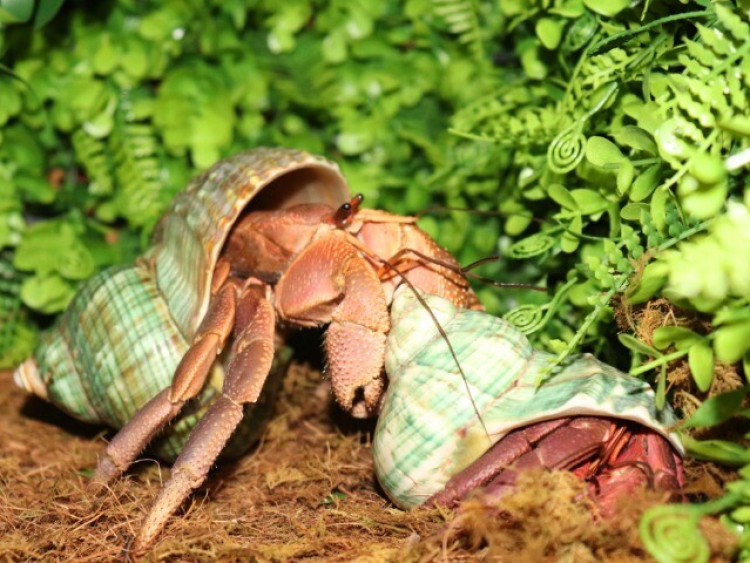 5 trào lưu nuôi thú cưng độc lạ ở Việt Nam: Có con nhìn vào sợ khiếp vía, có loài mệnh danh chăm chỉ nhất thế giới