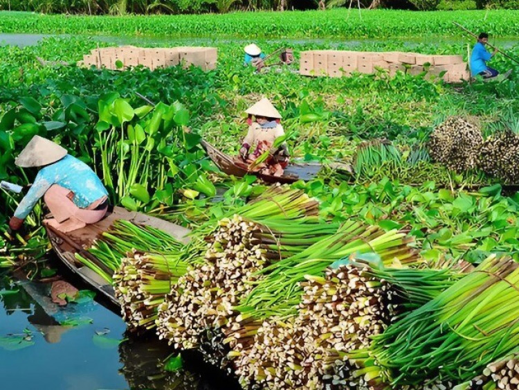 Nghề lạ ở Việt Nam: Nông dân kiếm tiền triệu nhờ thứ tưởng bỏ đi, tới mùa thu hoạch là xuất hiện đầy đường