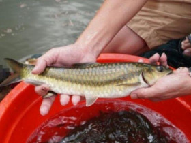 Loài cá chỉ có ở Tuyên Quang, nghe tên đã thấy "khổ" nhưng thịt lại đậm đà, nay siêu hiếm có tiền cũng khó mà mua