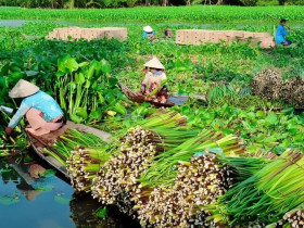 Nghề lạ ở Việt Nam: Nông dân kiếm tiền triệu nhờ thứ tưởng bỏ đi, tới mùa thu hoạch là xuất hiện đầy đường