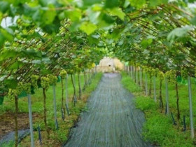 Loại quả đắt bậc nhất thế giới, Việt Nam trồng thành công một lần cho thu hoạch nhiều năm, là đặc sản nổi tiếng giá 450.000 đồng/kg 