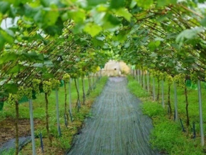 Loại quả đắt bậc nhất thế giới, Việt Nam trồng thành công một lần cho thu hoạch nhiều năm, là đặc sản nổi tiếng giá 450.000 đồng/kg 