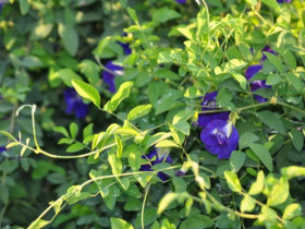 Nghề lạ ở Việt Nam: Cây dại mọc bờ rào dân trồng chỉ 3 tháng thu hoạch, hái hoa bán quanh năm, thành đặc sản nổi tiếng