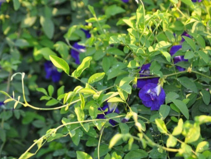 Nghề lạ ở Việt Nam: Cây dại mọc bờ rào dân trồng chỉ 3 tháng thu hoạch, hái hoa bán quanh năm, thành đặc sản nổi tiếng