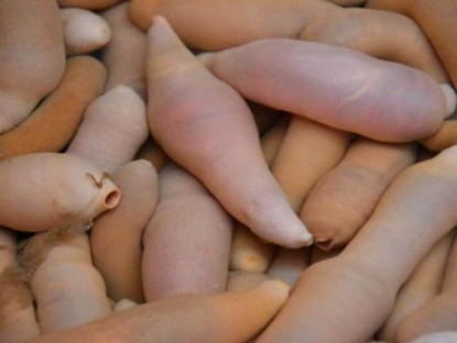 Đặc sản nghe tên "ngượng đỏ mặt", xưa ít ai ăn nay thành món bổ dưỡng trong nhà hàng được ưa chuộng, 200.000 đồng/kg