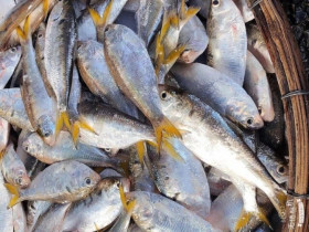 Loài cá do chim hóa thành "độc quyền" ở sông Hồng, mỗi năm ngược dòng đẻ trứng, thịt béo ngậy đặc trưng làm đủ món ngon