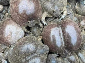 Đặc sản nghe tên "sợ khiếp vía", nay là món khoái khẩu được ưa chuộng, ban đêm dân rọi đèn bắt bán 180.000đồng/kg