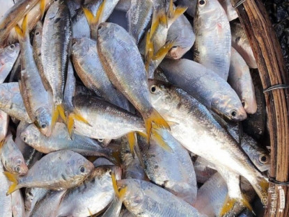 Loài cá do chim hóa thành "độc quyền" ở sông Hồng, mỗi năm ngược dòng đẻ trứng, thịt béo ngậy đặc trưng làm đủ món ngon