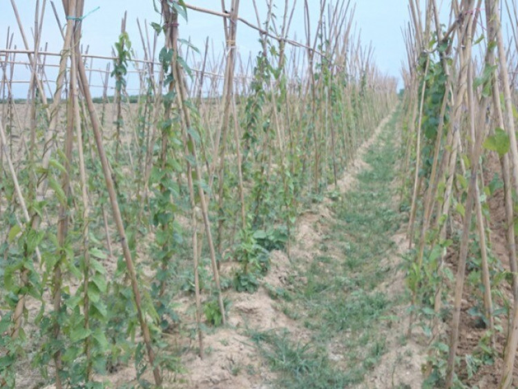 Trồng loại cây cho củ được ví “bổ như sâm”, cứ 8 tháng là thu hoạch giúp nông dân vươn lên làm giàu