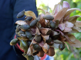 "Lộc rừng" từ trên cây bay xuống, 4 năm mới có một lần khiến nhiều người bỏ ra nửa triệu để mua về ngâm uống
