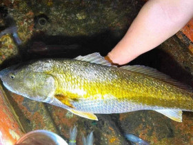 Loài cá quý giá cả tỷ đồng ở Việt Nam, bên trong chứa thứ giới nhà giàu khắp nơi "săn lùng"