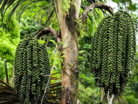 Loại hạt xưa rụng đầy vườn không ai ăn, giờ thành đặc sản được ưa chuộng, 200.000 đồng/kg vẫn cháy hàng