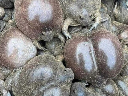 Đặc sản nghe tên "sợ khiếp vía", nay là món khoái khẩu được ưa chuộng, ban đêm dân rọi đèn bắt bán 180.000đồng/kg