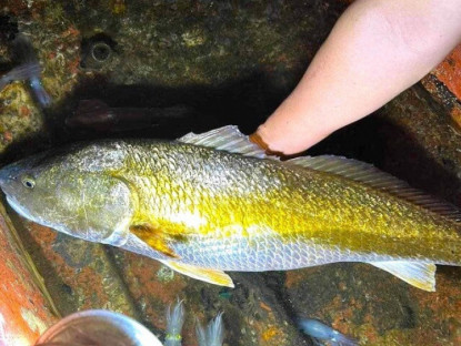 Loài cá quý giá cả tỷ đồng ở Việt Nam, bên trong chứa thứ giới nhà giàu khắp nơi "săn lùng"