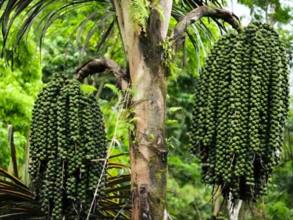 Loại hạt xưa rụng đầy vườn không ai ăn, giờ thành đặc sản được ưa chuộng, 200.000 đồng/kg vẫn cháy hàng