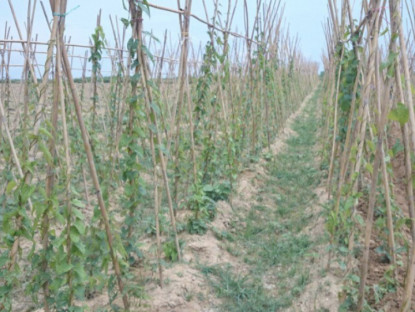 Trồng loại cây cho củ được ví “bổ như sâm”, cứ 8 tháng là thu hoạch giúp nông dân vươn lên làm giàu