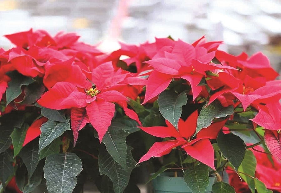 Những loài cây mang tài lộc, may mắn cho năm mới - 1