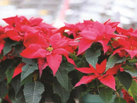 Những loài cây mang tài lộc, may mắn cho năm mới