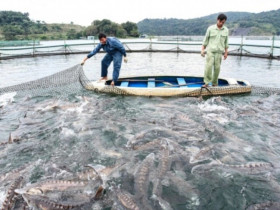 Loại cá quý hiếm trước đây chỉ dành cho vua chúa, nay thành đặc sản được ưa chuộng với giá đắt đỏ, 500.000 đồng/kg
