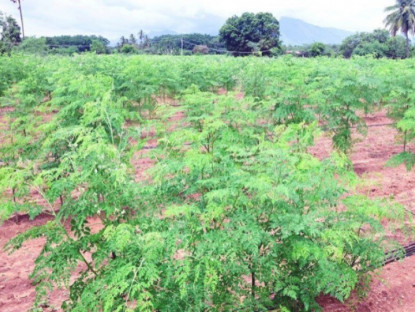 Nghề lạ ở Việt Nam: Loại rau được ví như "tổ yến của người nghèo", trồng 3 tháng cho thu hoạch thành đặc sản hút khách