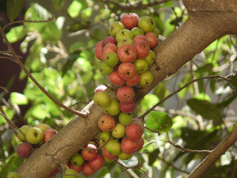 3 loại quả được thế giới ca ngợi, giàu vitamin và chất xơ bán đầy chợ Việt với giá rẻ, từ 5.000 đồng là mua được - 4