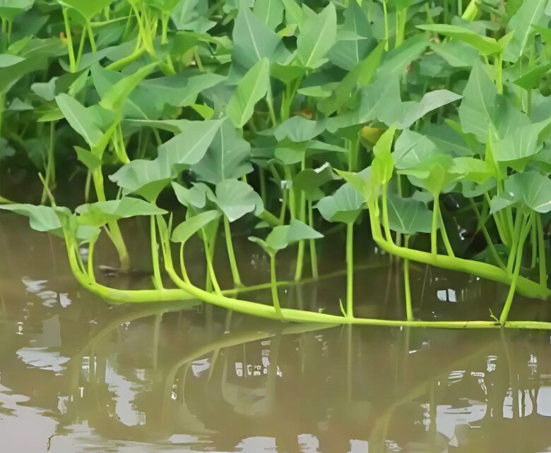 3 loại rau dưới nước là ổ chứa ký sinh trùng, giá rẻ được bán đầy chợ Việt, khi ăn cần lưu ý điều này - 1