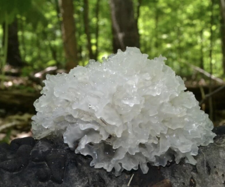 3 thực phẩm được ví là &#34;tổ yến của người nghèo&#34;, giàu vitamin và collagen, món cuối nhiều người chê không dùng - 1