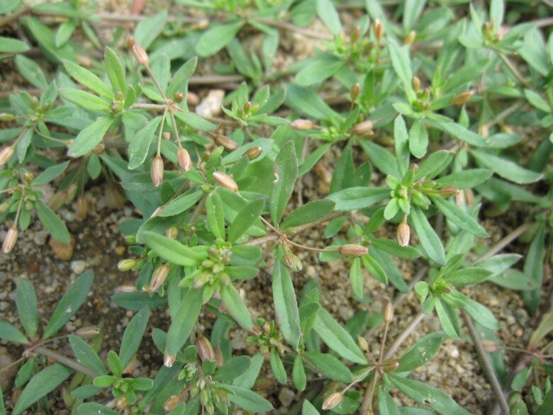 5 loại rau quả có mùi khó chịu nhưng là “thực phẩm vàng” tốt cho tiêu hóa, giảm nguy cơ bệnh tật - 4