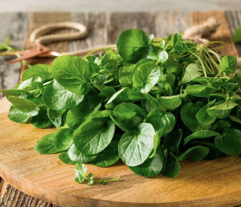 Loại rau được coi là “tổ yến của người nghèo”, cực tốt cho sức khỏe, từ 5.000 đồng có thể mua ngoài chợ Việt - 1