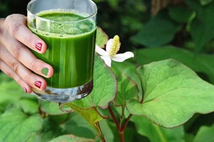 Người Việt có loại lá tốt ngang kem chống nắng, trị mụn hiệu quả đến Hòa Minzy cũng thích nhưng nhiều chị em không dám dùng - 4