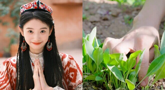 Không cần dầu gội đắt tiền, tại sao các cô gái Tân Cương có mái tóc dày đẹp hiếm thấy? Bí kíp nằm ở loại cỏ thiên nhiên này - 4