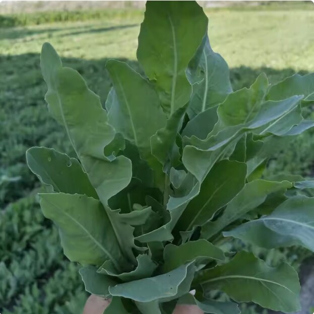 Không cần dầu gội đắt tiền, tại sao các cô gái Tân Cương có mái tóc dày đẹp hiếm thấy? Bí kíp nằm ở loại cỏ thiên nhiên này - 7