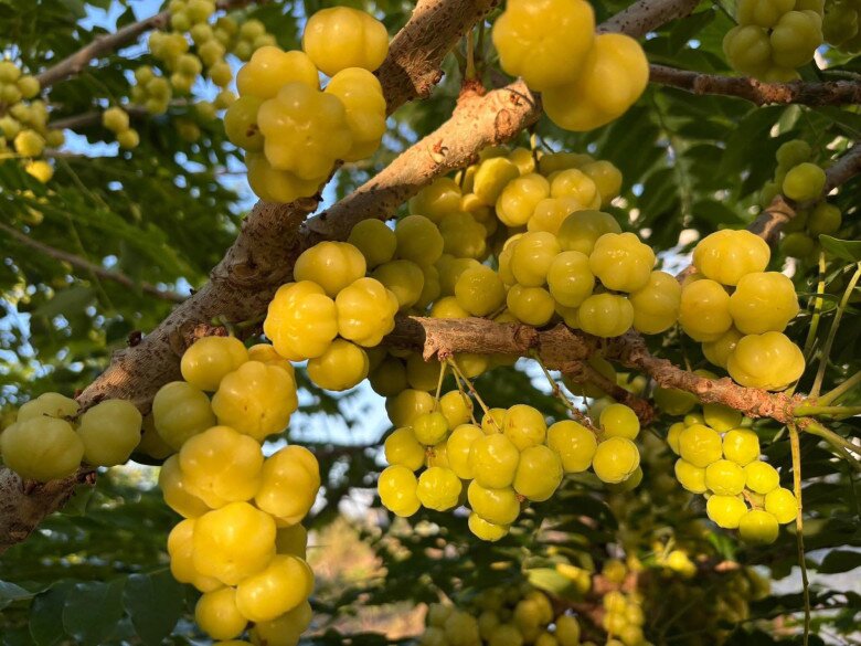 Thứ quả tên như nội tạng nhưng là tuổi thơ của nhiều người: Ăn đều cho tóc bóng da sáng, ai nhìn cũng khen trẻ lâu - 1